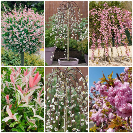 Best Trees For Small Gardens Value Pack Ornamental Trees