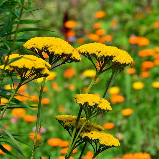 30cm Achillea 'Cloth of Gold' | 10.5cm Pot Perennial Bedding