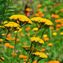 30cm Achillea 'Cloth of Gold' | 10.5cm Pot Perennial Bedding