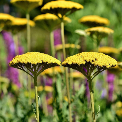 12 Mixed Flowering Perennial Plants | Extra Value Pack Perennial Bedding