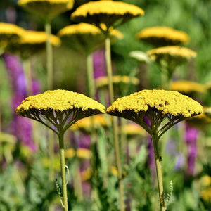 30cm Achillea 'Cloth of Gold' | 10.5cm Pot Perennial Bedding