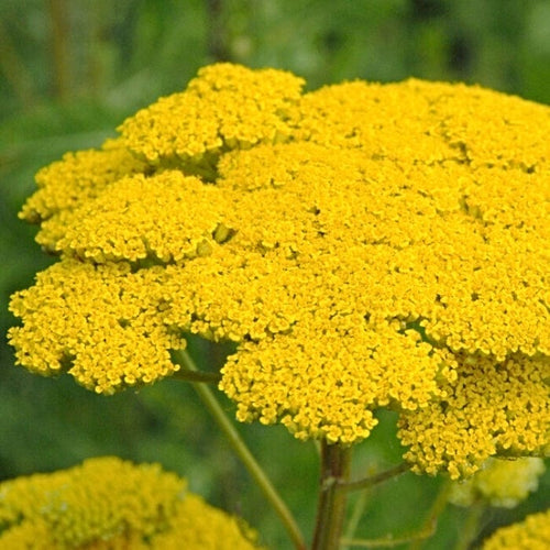Achillea 'Cloth of Gold' Perennial Bedding