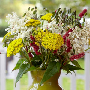 Achillea 'Cloth of Gold' Perennial Bedding