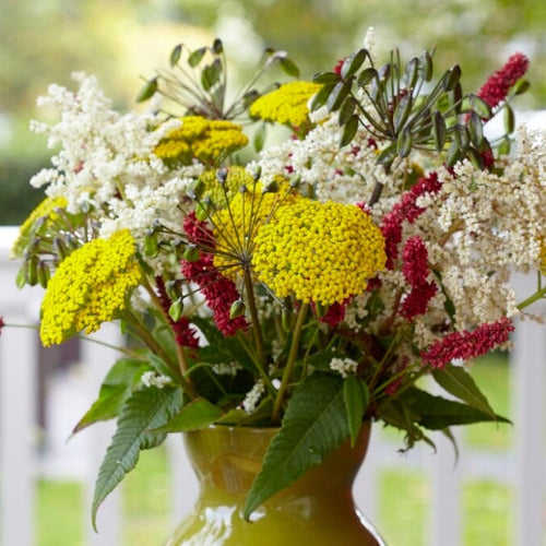 Achillea 'Cloth of Gold' Perennial Bedding