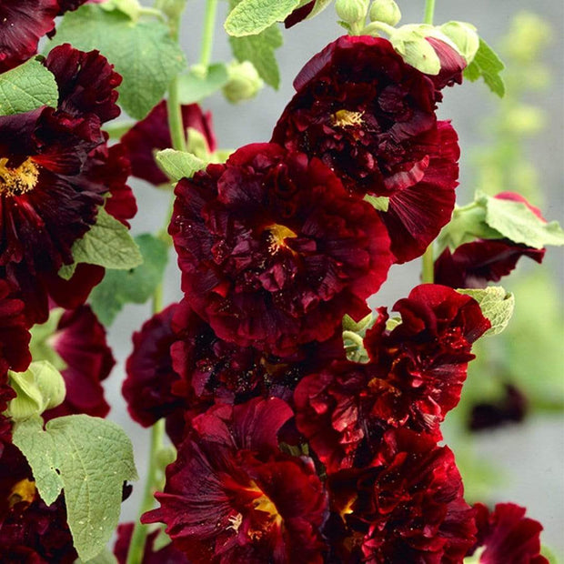 Hollyhock 'Chater's Maroon' | Alcea | 1L Pot Perennial Bedding