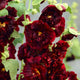 Hollyhock 'Chater's Maroon' | Alcea | 1L Pot Perennial Bedding