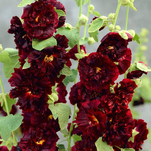 Hollyhock 'Chater's Maroon' | Alcea | 1L Pot Perennial Bedding