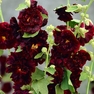 Hollyhock 'Chater's Maroon' | Alcea | 1L Pot Perennial Bedding