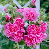 Hollyhock 'Chater's Rose' | Alcea | 1L Pot Perennial Bedding