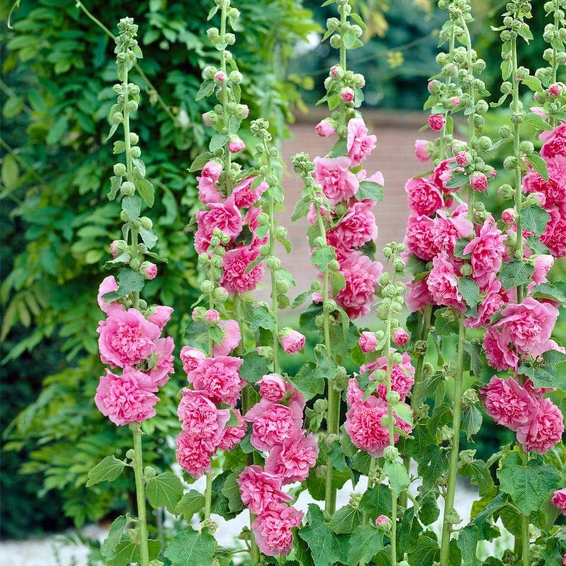 Hollyhock 'Chater's Rose' | Alcea | 1L Pot Perennial Bedding