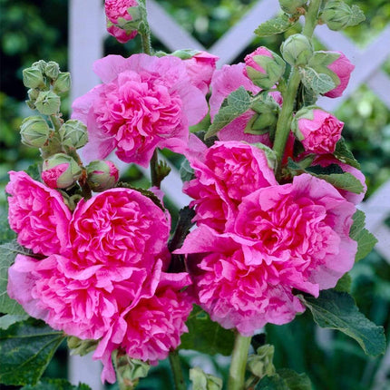 Hollyhock 'Chater's Rose' | Alcea | 1L Pot Perennial Bedding