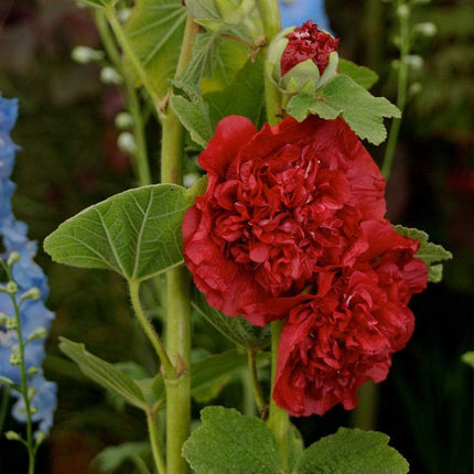 Hollyhock 'Chater's Scarlet' | Alcea | 1L Pot Perennial Bedding