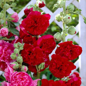 Hollyhock 'Chater's Scarlet' | Alcea | 1L Pot Perennial Bedding