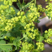 Alchemilla 'Irish Silk' | 10.5cm Pot Perennial Bedding