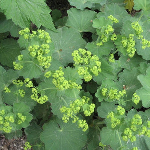 Alchemilla 'Irish Silk' | 10.5cm Pot Perennial Bedding