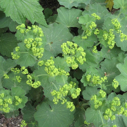 Alchemilla 'Irish Silk' | 10.5cm Pot Perennial Bedding