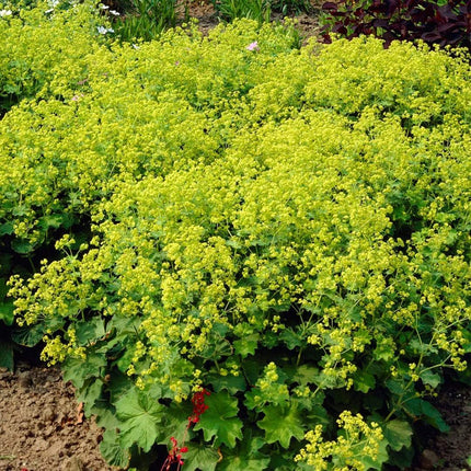 Alchemilla 'Irish Silk' | 10.5cm Pot Perennial Bedding