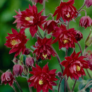 30cm Aquilegia 'Bordeaux Barlow' | 10.5cm Pot Perennial Bedding