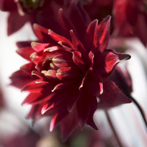 30cm Aquilegia 'Bordeaux Barlow' | 10.5cm Pot Perennial Bedding
