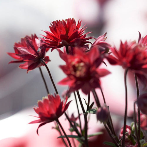 30cm Aquilegia 'Bordeaux Barlow' | 10.5cm Pot Perennial Bedding