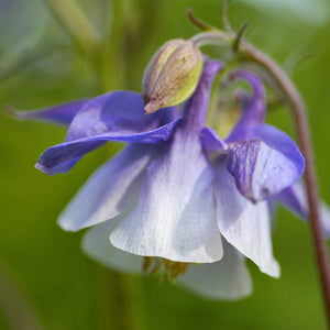 Aquilegia 'Spring Magic Blue & White' Perennial Bedding