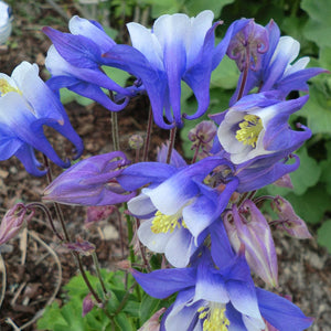 Aquilegia 'Spring Magic Blue & White' Perennial Bedding