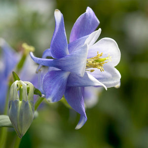 Aquilegia 'Spring Magic Blue & White' Perennial Bedding