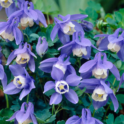 Aquilegia 'Spring Magic Blue & White' Perennial Bedding