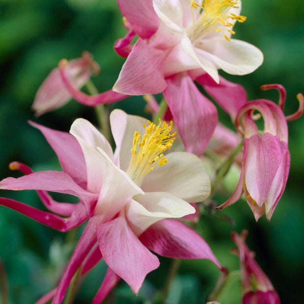 30cm Aquilegia 'Spring Magic Rose & White' | 3L Pot Perennial Bedding