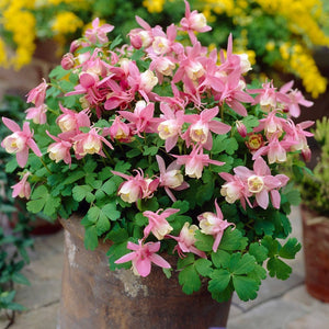 30cm Aquilegia 'Spring Magic Rose & White' | 3L Pot Perennial Bedding