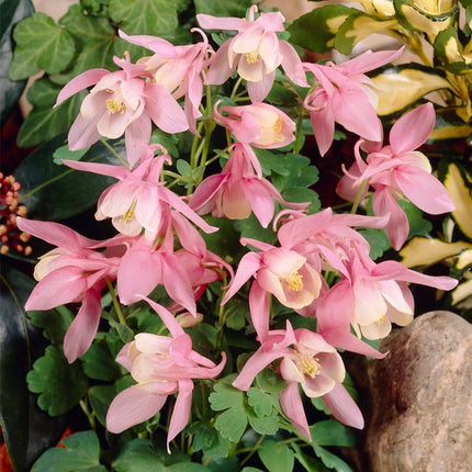 30cm Aquilegia 'Spring Magic Rose & White' | 3L Pot Perennial Bedding