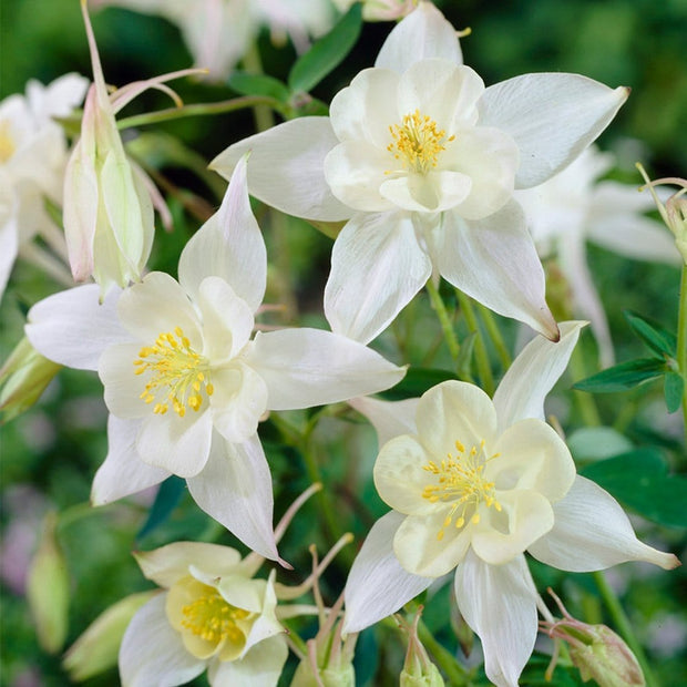 30cm Aquilegia 'Spring Magic White' | 10.5cm Pot Perennial Bedding