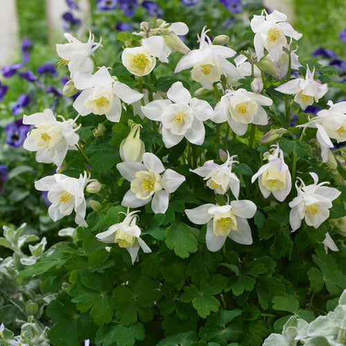 30cm Aquilegia 'Spring Magic White' | 10.5cm Pot Perennial Bedding