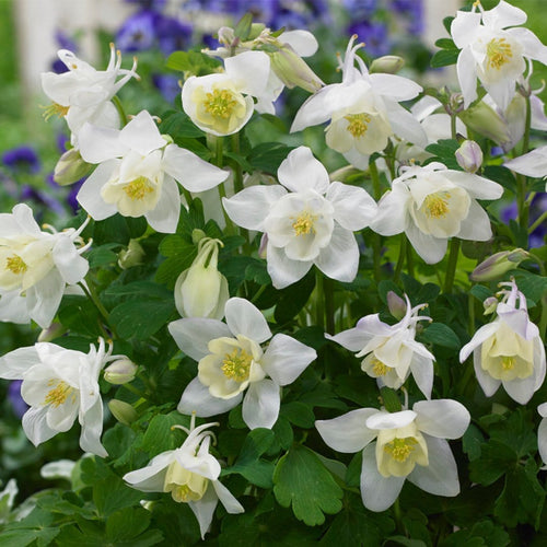 30cm Aquilegia 'Spring Magic White' | 10.5cm Pot Perennial Bedding
