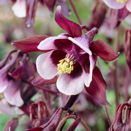 30cm Aquilegia 'William Guiness' | 3L Pot Perennial Bedding