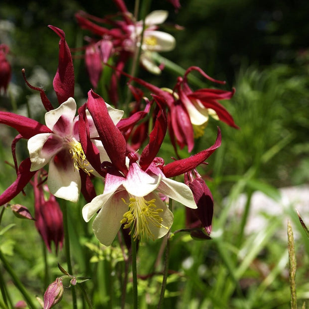 30cm Aquilegia 'William Guiness' | 3L Pot Perennial Bedding