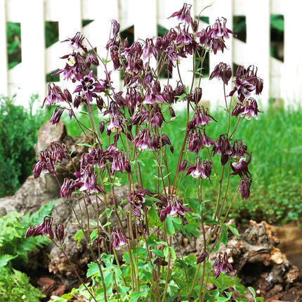 30cm Aquilegia 'William Guiness' | 3L Pot Perennial Bedding