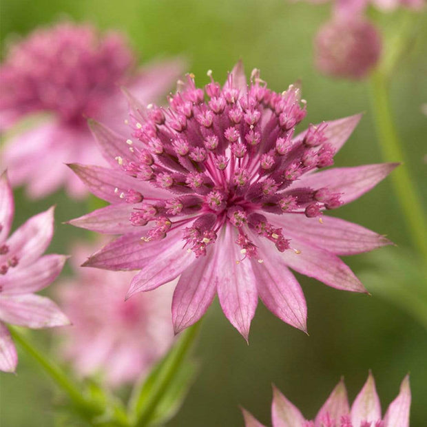 Astrantia 'Roma' | 1L Pot Perennial Bedding