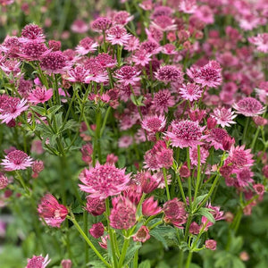 Astrantia 'Roma' | 1L Pot Perennial Bedding