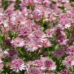 Astrantia 'Roma' | 1L Pot Perennial Bedding