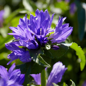 6 Campanula Collection 1L Pot Perennial Bedding