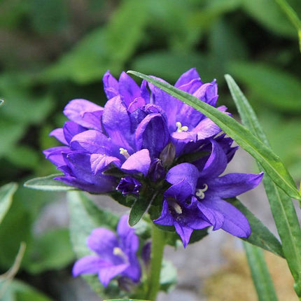 12 Mixed Perennial Plants | Extra Value Pack Perennial Bedding