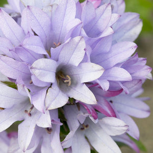 6 Campanula Collection 1L Pot Perennial Bedding