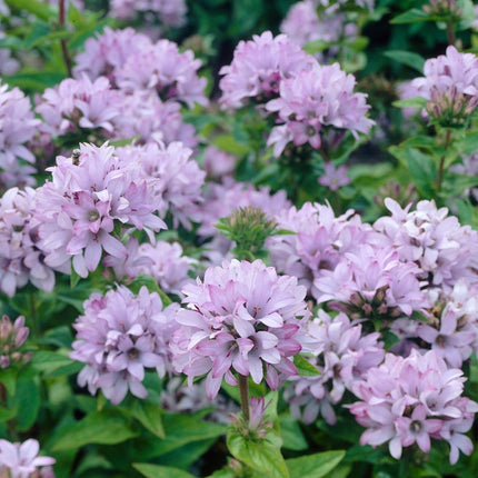 6 Campanula Collection 1L Pot Perennial Bedding