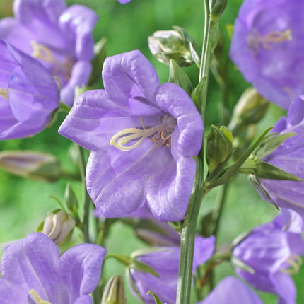 6 Campanula Collection 1L Pot Perennial Bedding