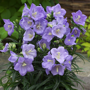 Campanula 'Takion Blue' Perennial Bedding