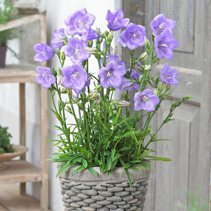 Campanula 'Takion Blue' Perennial Bedding