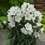 30cm Campanula 'Takion White' | 1L Pot Perennial Bedding