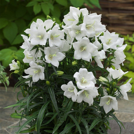 30cm Campanula 'Takion White' | 1L Pot Perennial Bedding