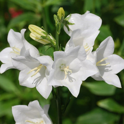 30cm Campanula 'Takion White' | 1L Pot Perennial Bedding